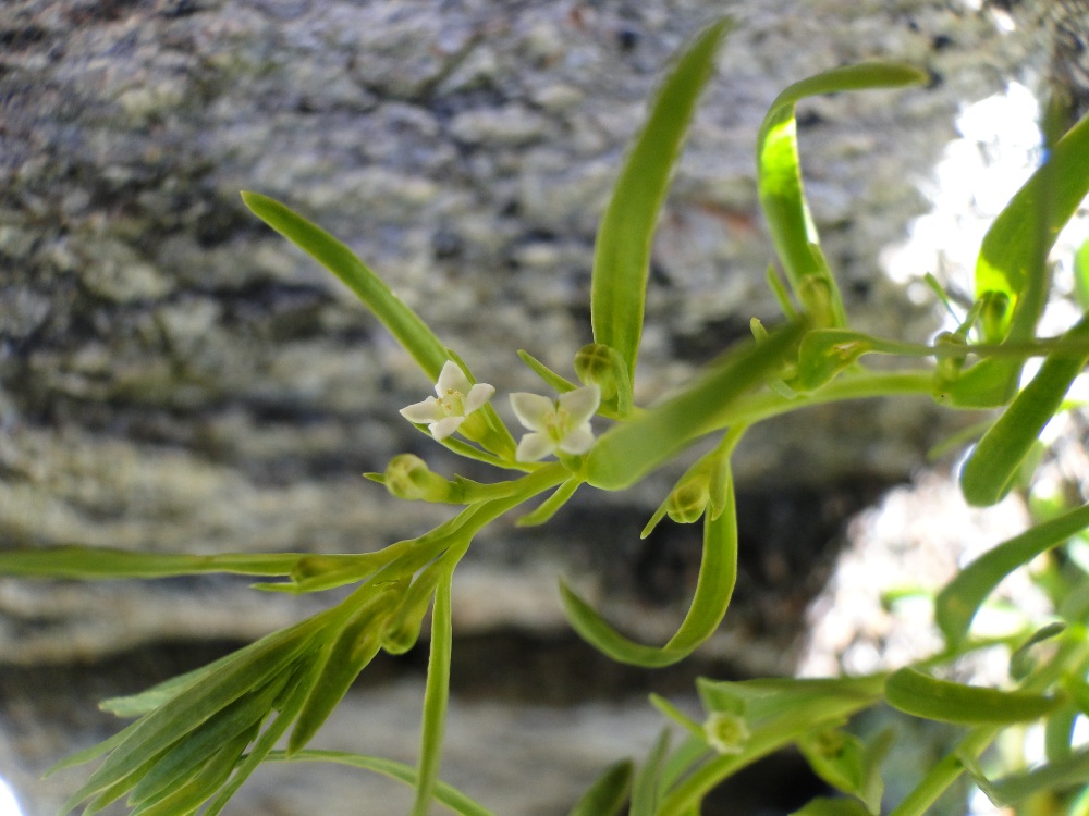Thesium alpinum / Linaiola alpina